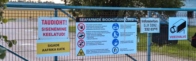 OTSEPILT | Täiendavad laboritulemused on teada: Nurme farmi 4500 siga hukatakse