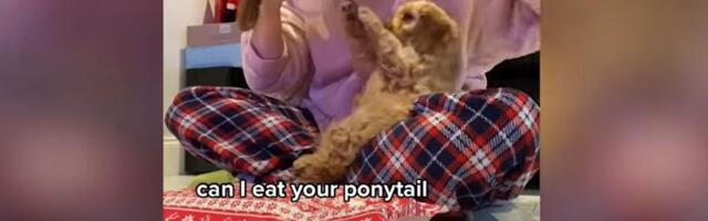 Just selline näeb välja jõulukingituste pakkimine koos kutsikaga