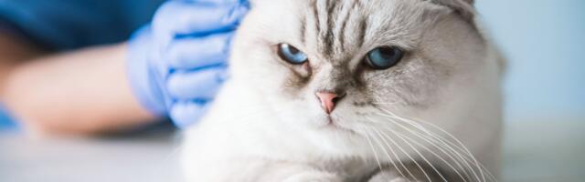 TASUB TEADA ⟩ Põhjused, miks kass oksendab ja kuidas teda ravida