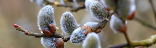Märts oli väga soe, nappide sademetega ja päikeseline