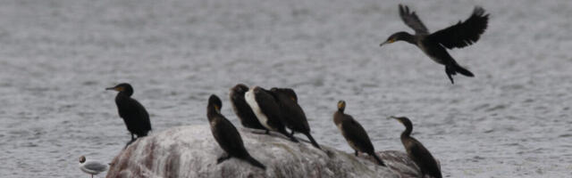 Kalurid soovivad pikemat kormoranijahi hooaega