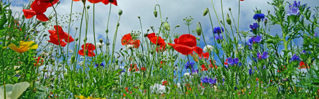 Mihkel Kangur: suurest lihtsustusest