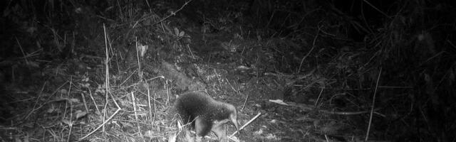 VIDEO | Väljasurnuks peetud looma nähti esimest korda pärast 60 aastat