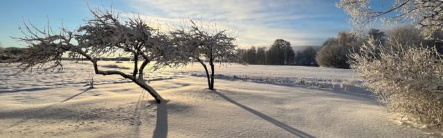 ESSEE ⟩ Zelma Kovácsházi: vahepeal tuleks ka elada