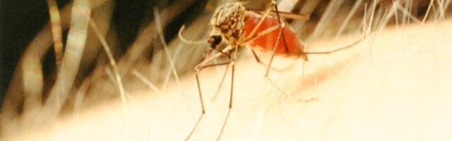 Oht ka inimestele: Eestis tuvastati Euroopa põhjapoolseim Lääne-Niiluse palaviku juhtum