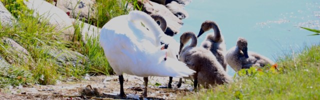 Luigepere tekitas Kuressaare sadamas fekaalipaanika