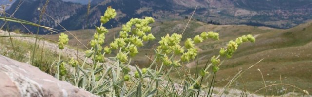 Balkani mägedes käivitati projekt ravimitaimede päästmiseks