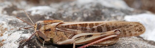 EL lisas rändrohutirtsu turustatavate toiduainete nimistusse