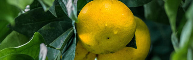 Laupäev on Tallinna Botaanikaaias pühendatud vitamiinidele