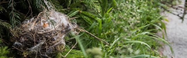 Arborist: maikuus tehtavad talgupäevad ja rahvakogunemised on lindude pesitsusrahu huvides kõige halvem võimalik aeg