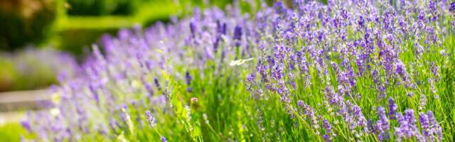 Lavendel – rahu ja tasakaalu looja
