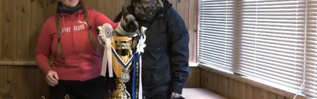 Vahtra hobitalus kasvavad tšempionjänesed