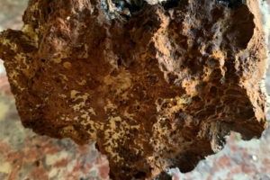 Eesti ravimtaimedest