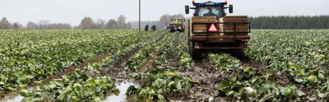 Põllumees pidi üle poole miljoni laenu võtma, et kliimakahjudest jagu saada