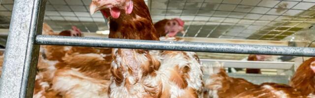 Jurist: Eesti kanade saatust ei tohi otsustada tagatubades sõlmitud kokkuleppega. Mida ütleks see meie demokraatia kohta? 