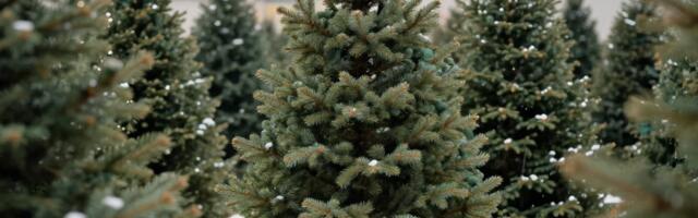 Jõulukuuski kogutakse neljas kohas kuni 14. jaanuarini