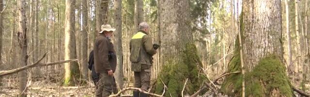 Pärnumaal avastati Euroopa kõrgeim haavapuu