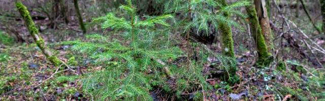 Nõmme-Mustamäe maastikukaitseala metsad saavad senisest parema kaitse