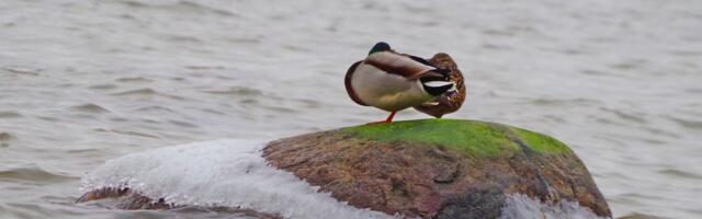 Jaanus Volmre NÄDALA FOTO