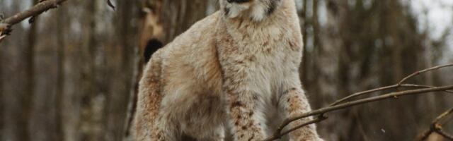 Tänavu on teedel hukkunud rekordarv ilveseid