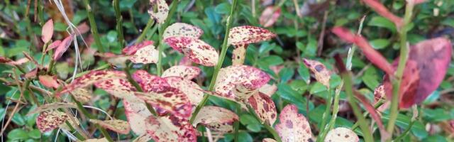 Sügiseses kestlikkuse infokirjas on juttu nii roheoskustest ja geneetikast kui ka tehisarust ja eetikast