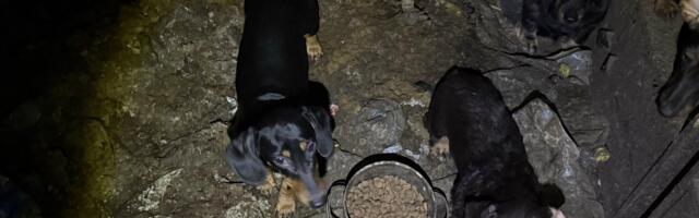 Raplamaal võeti omanikult ära 35 koera, loomad elasid oma väljaheidete sees