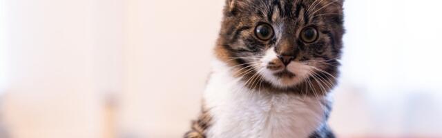 Kadunud sõbra tagasitee. Miks on lemmikloomaregister kiibist palju olulisem?