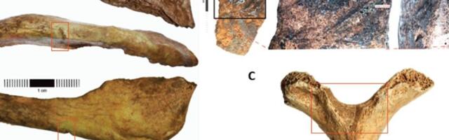 Viimsi tarandkalme luude analüüs: eestlastel võis olla komme surnute päid eemaldada