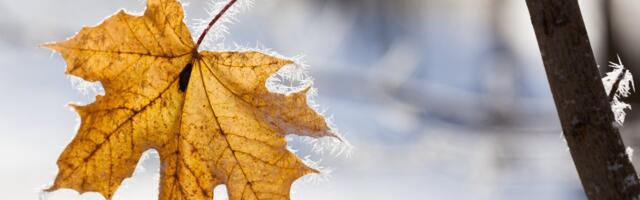 NOVEMBRI ILM | Kas tuleb soojalaine või jõuab pärale tõeline talv?