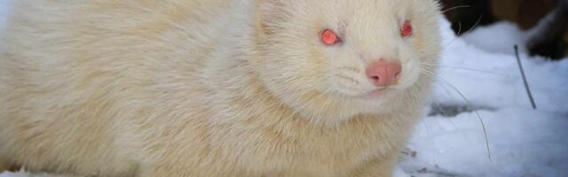 Kasside ja koerte kõrval peab marutaudi vastu vaktsineerima nüüd ka tuhkruid