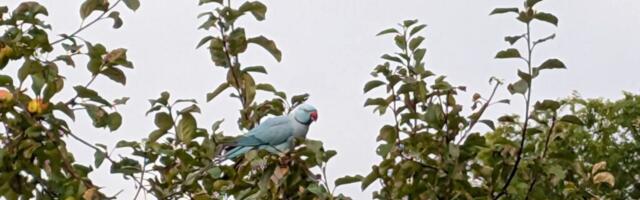 LIND LENNUS | Käinas tiirutab ringi papagoi