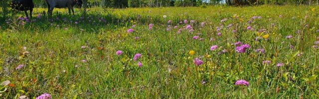 Uus lähenemine looduskaitsele muudaks inimese taas ökosüsteemi osaks