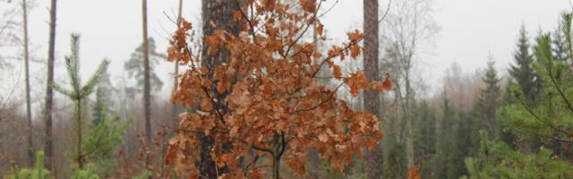 Metsa hooleta jätmine ei aita kaasa kestlikule metsandusele