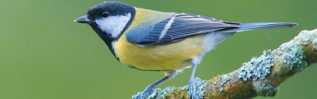 Läti teadlaste tähelepanek: majandusmetsas sirguval linnul on toitu vähe ja tervis vilets