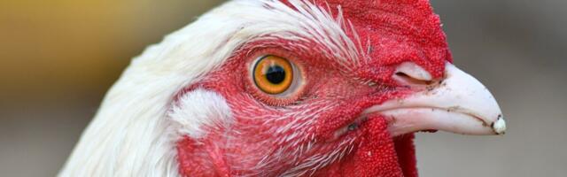 Alates esmaspäevast on kohustus kodulinnud hoida siseruumides