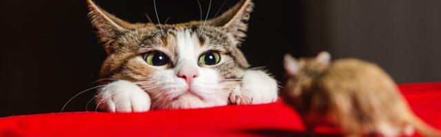 13. november: Neitsil veab rahaasjus, Skorpion muutub kiirelt kärsituks