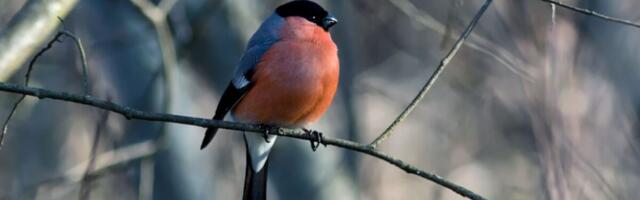 Läheneb linnurahu aeg