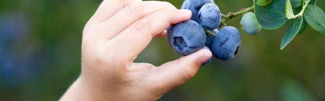 FOTOD | Uus rekord: maailma suurim mustikas on liigikaaslastest 10 korda priskem