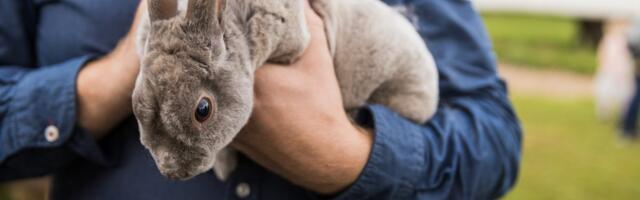 Avatud taludesse tehti rekordarv külastusi: „Väga paljud lapsed keeldusid meie juurest koju minemast“