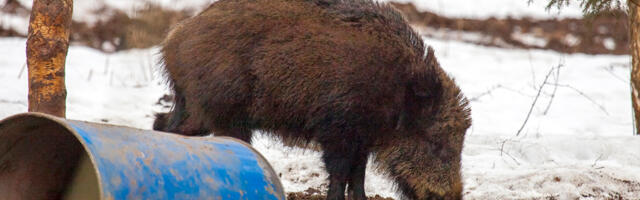 PTA: Metssigade peibutussöötmise muudetud tingimused suunavad loomad seafarmidest eemale