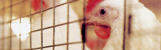 Minister Terras: munakanade puurispidamine keelustatakse alates 2035. aastast