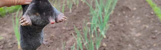 MullaAkadeemia: jalge all toimetavad mutid aitavad hoida meie elu