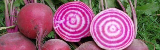 TURG | Maksupoliitika surub Eesti peedikasvataja nurka, tarbija maksab rohkem kui iial varem