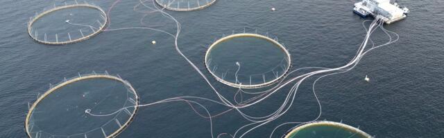 Kalafarmide õudusunenägu: lõhed hukkuvad massiliselt