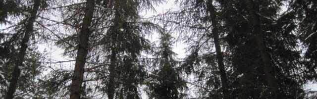 Eesti metsandus otsib tasakaalu