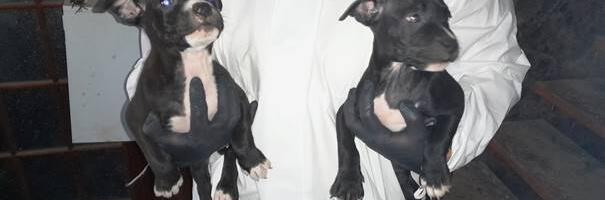 Illegaalne kutsikakaubandus on tõusuteel ja suurendab marutaudi leviku riski