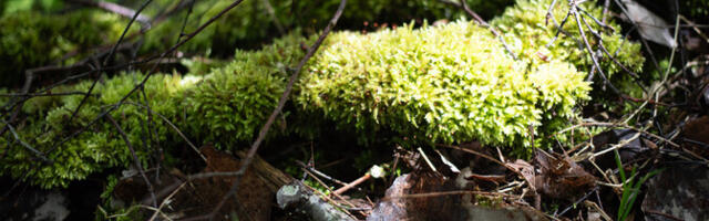 Nädalavahetusel särab päike ja on soe