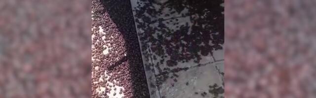 Reporter: Santa Isabel´i väikelinn kubiseb miljonitest mardikatest! Kuidas neist lahti saada?