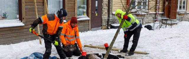UUDNE TEHNIKA. Kalamajas pandi kasvama TreeTube tehnoloogial istutatud puu