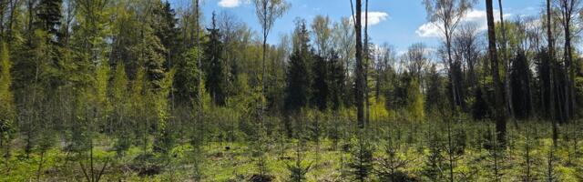 Kiirem metsauuendus soosib noore metsa tootlikkust